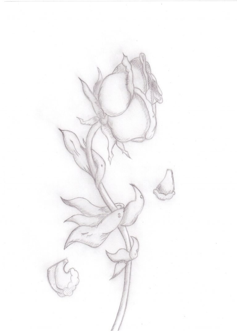 Dead Flower Drawing Hand drawn