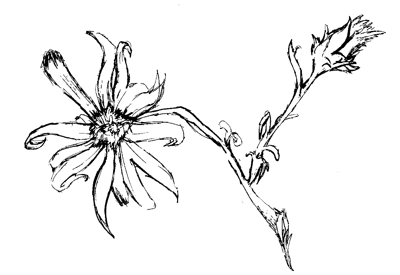 Dead Flower Drawing Intricate Artwork