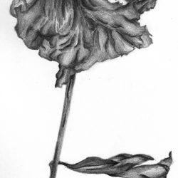 Dead Flower Drawing Realistic Sketch