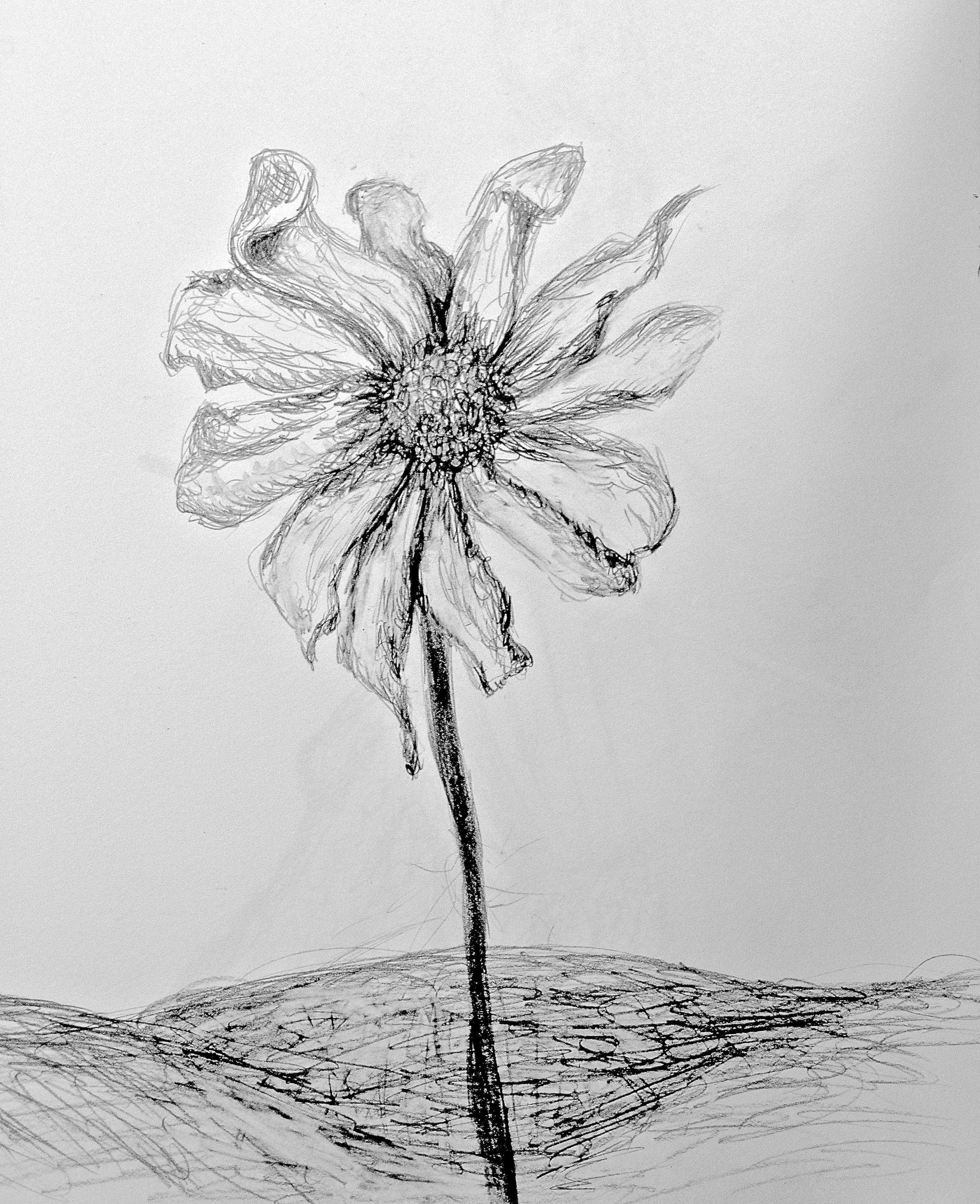 Dead Flower Drawing Stunning Sketch