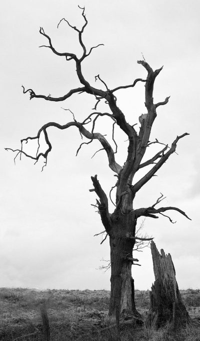 Dead Tree, Nature Decay, Ecosystem Changes, Lifeless Wood, Environmental Impact Drawing