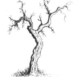 Dead Tree Drawing Photo