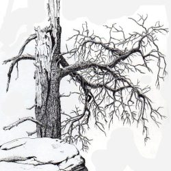 Dead Tree Drawing Picture