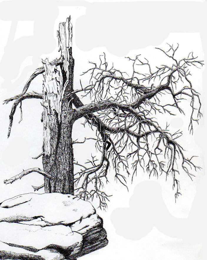 Dead Tree Drawing Picture