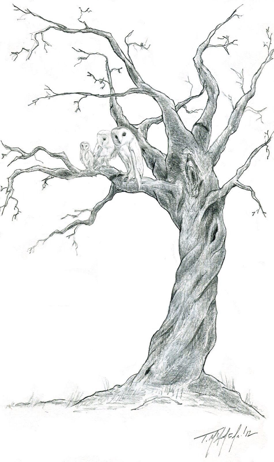 Dead Tree Drawing Stunning Sketch