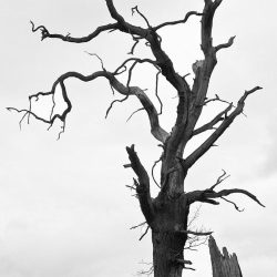 Dead Tree Drawing Unique Art