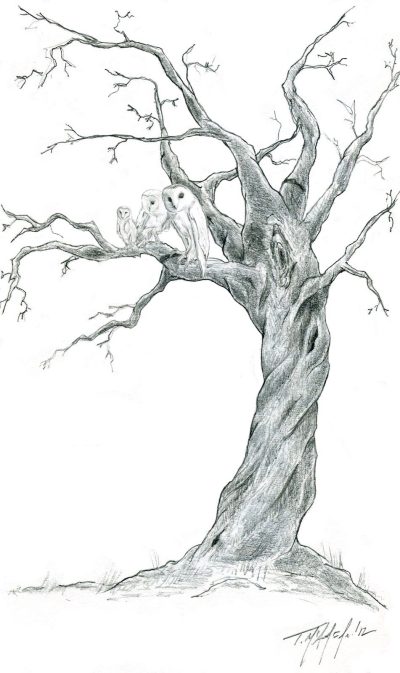 Dead Tree, Abandoned Habitat, Lifeless Bark, Withered Branches, Decaying Roots Drawing