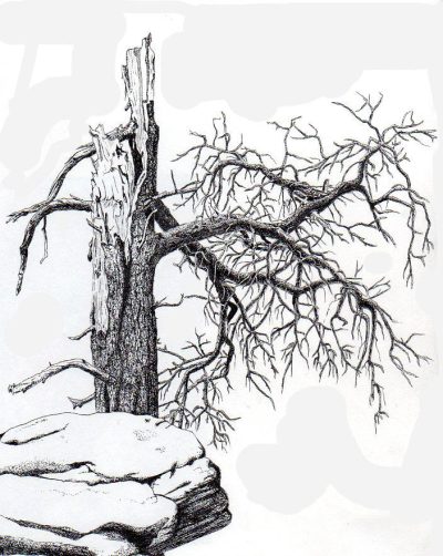 Dead Tree, Withered Branches, Lifeless Bark, Decaying Roots, Fallen Leaves Drawing