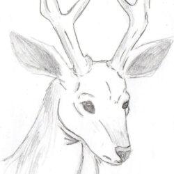 Deer Drawing