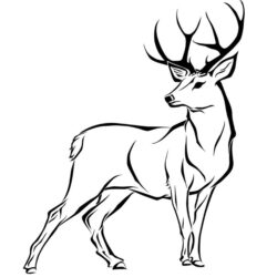 Deer Drawing Amazing Sketch