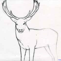 Deer Drawing Art