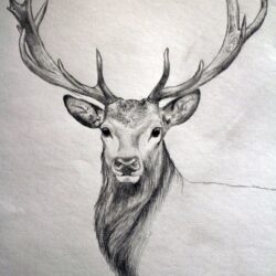 Deer Drawing Artistic Sketching