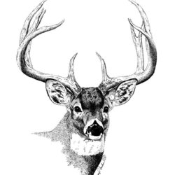 Deer Drawing Creative Style