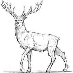 Deer Drawing Fine Art