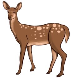 Deer Drawing Image