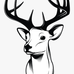 Deer Drawing Modern Sketch