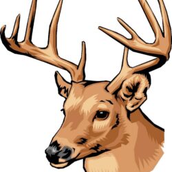 Deer Drawing Professional Artwork