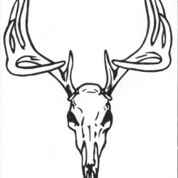 Deer Drawing Sketch