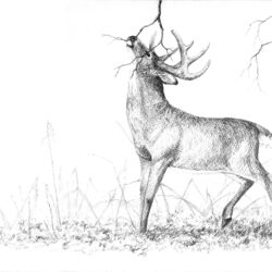 Deer Drawing Unique Art