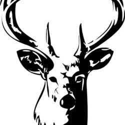 Deer Head Drawing