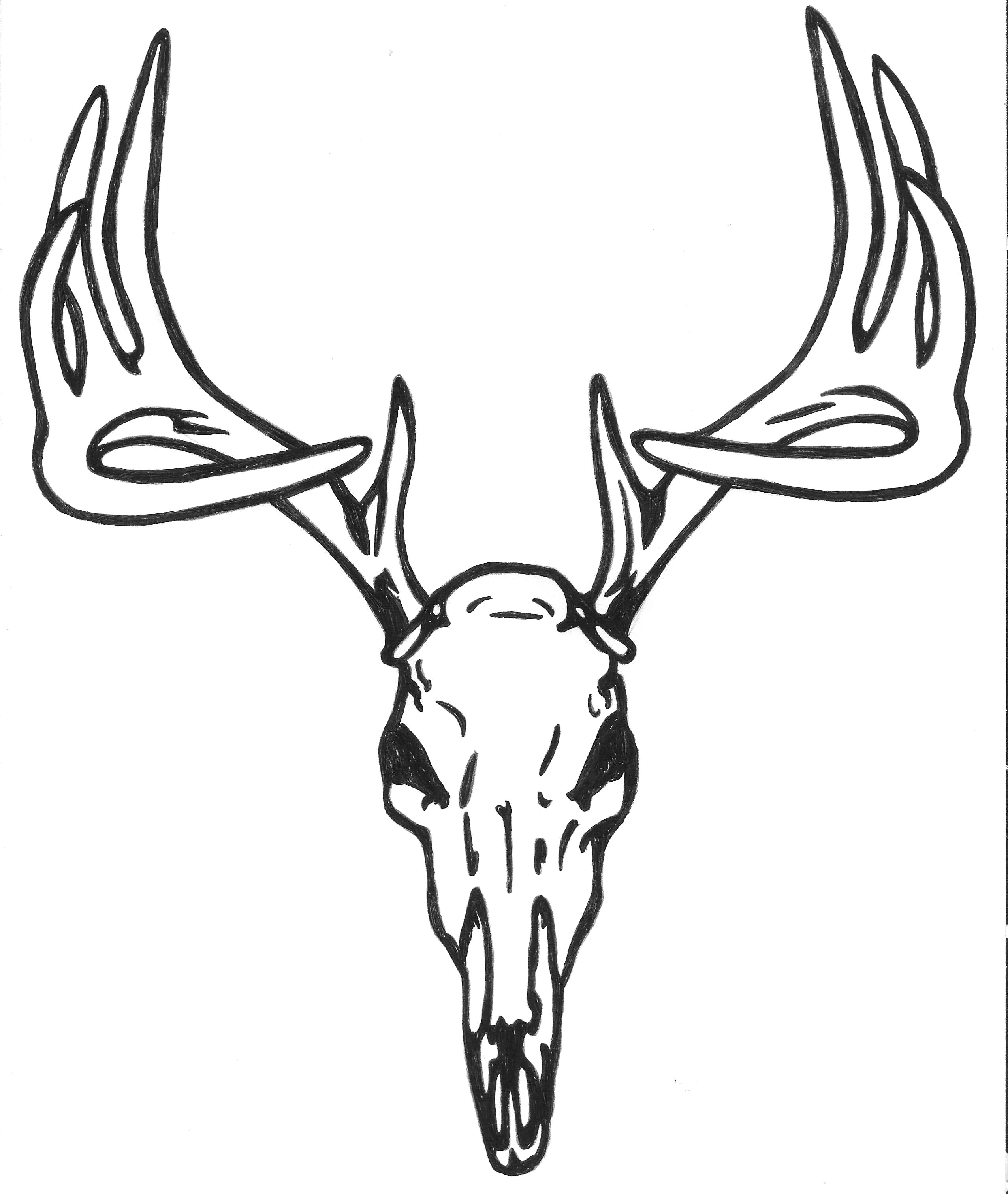 Deer Head Drawing Amazing Sketch