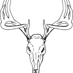 Deer Head Drawing Artistic Sketching