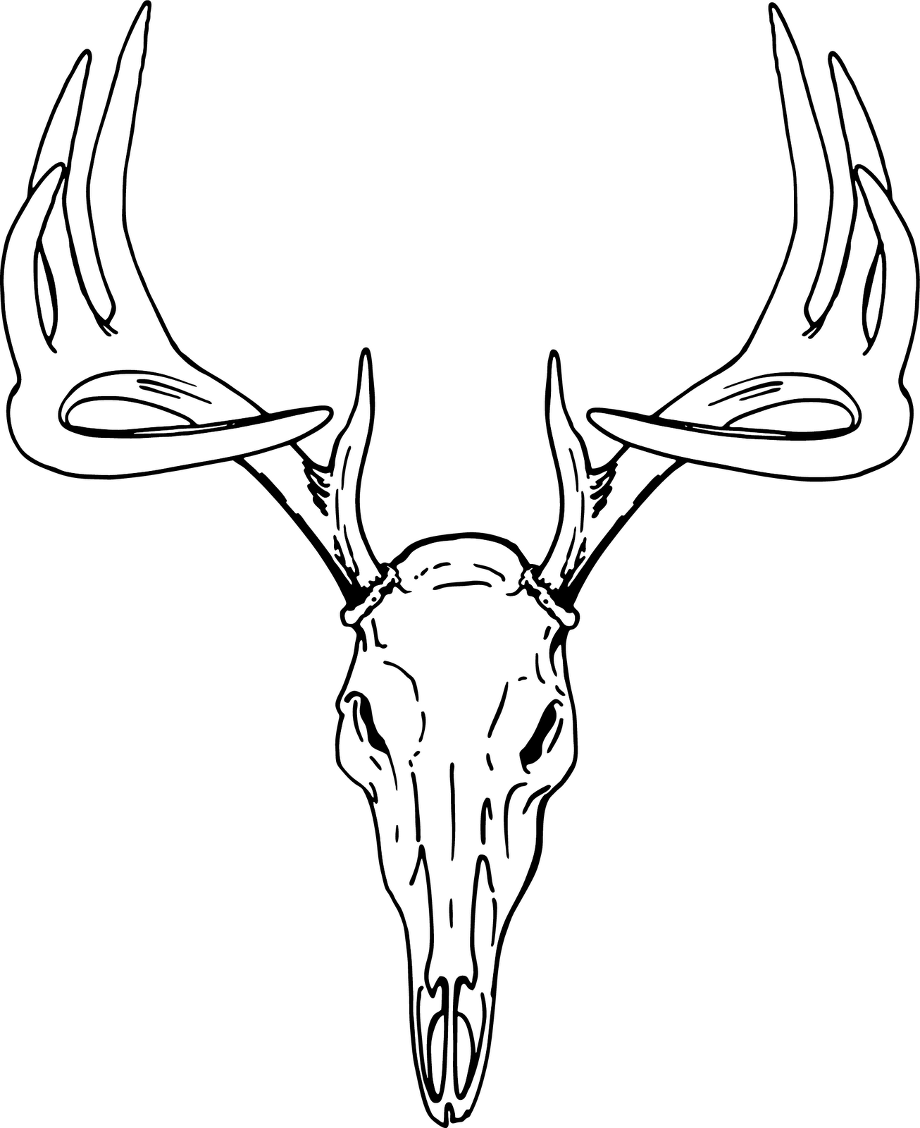 Deer Head Drawing Artistic Sketching