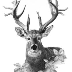 Deer Head Drawing Fine Art