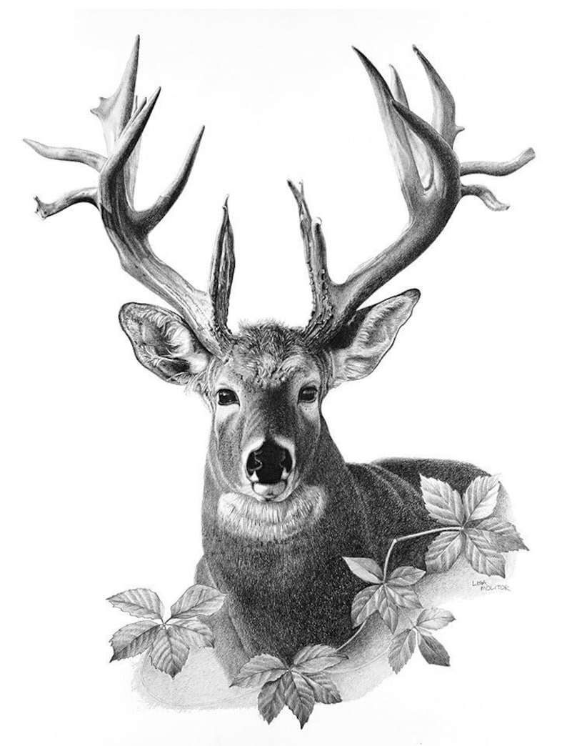 Deer Head Drawing Fine Art