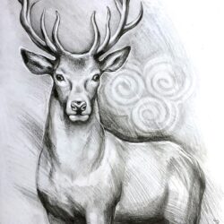 Deer Head Drawing Image