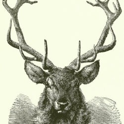 Deer Head Drawing Intricate Artwork