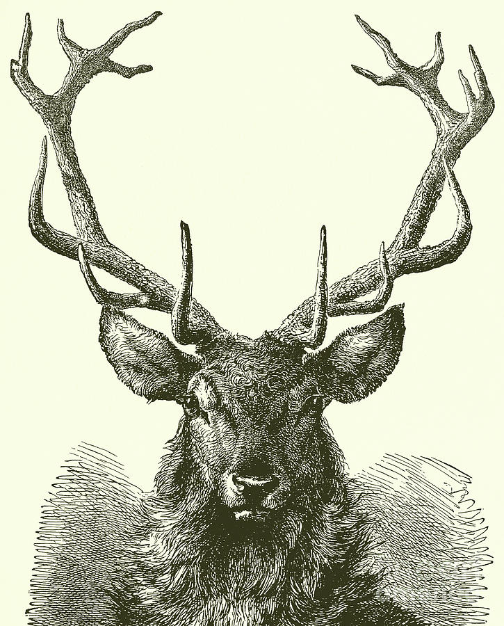 Deer Head Drawing Intricate Artwork