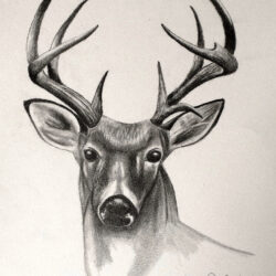 Deer Head Drawing Modern Sketch