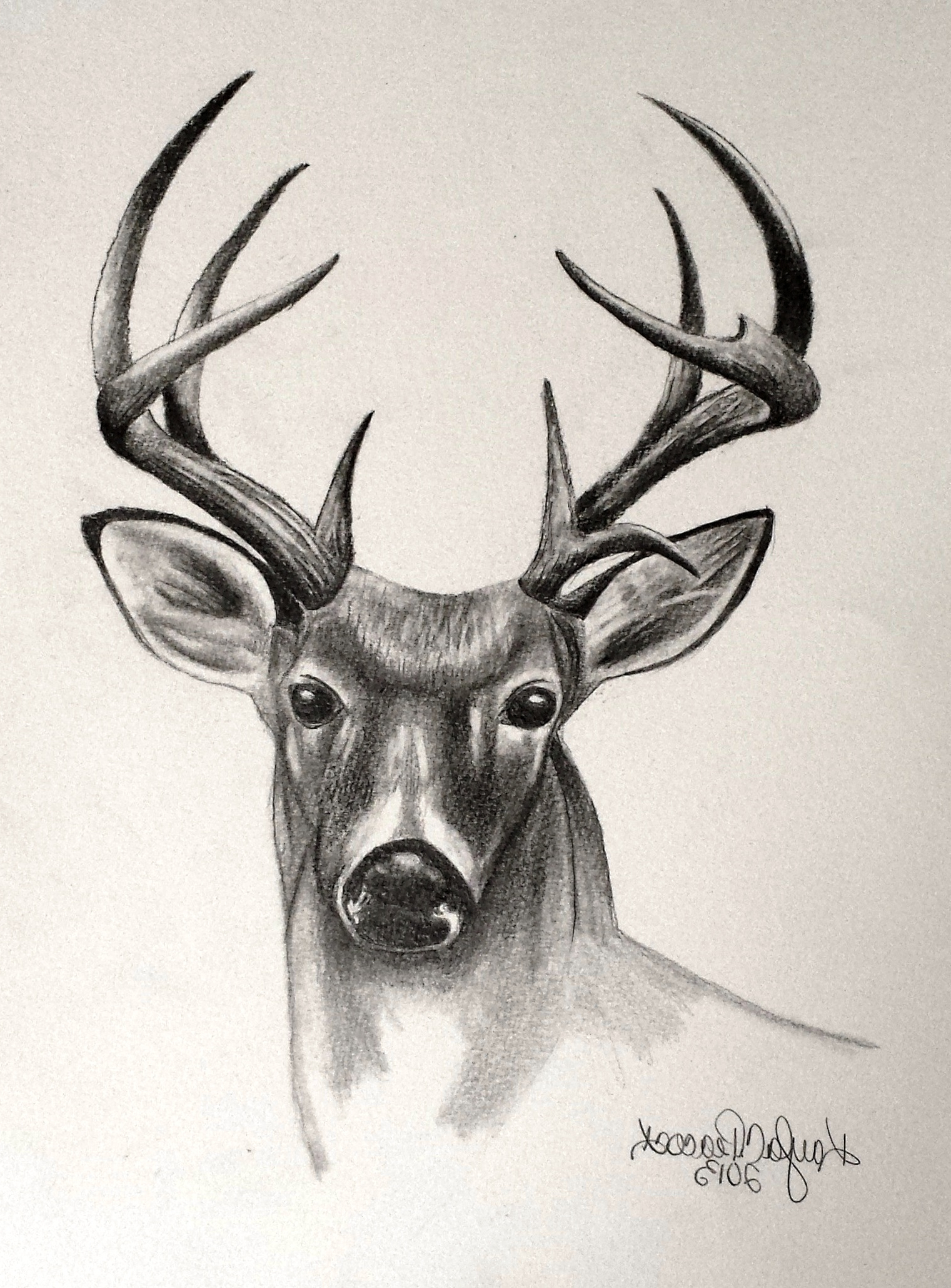 Deer Head Drawing Modern Sketch