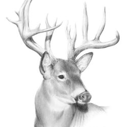 Deer Head Drawing Photo