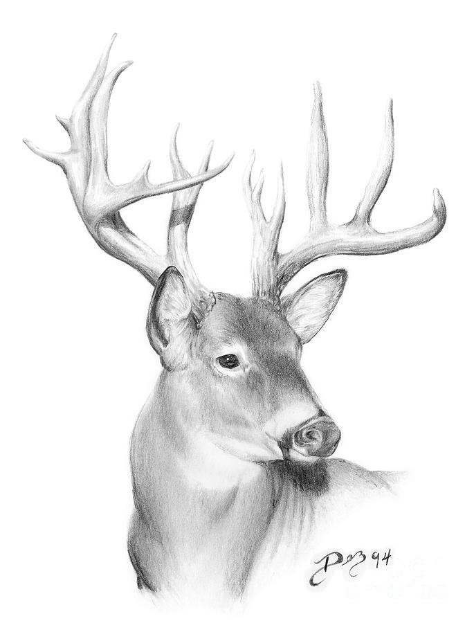 Deer Head Drawing Photo