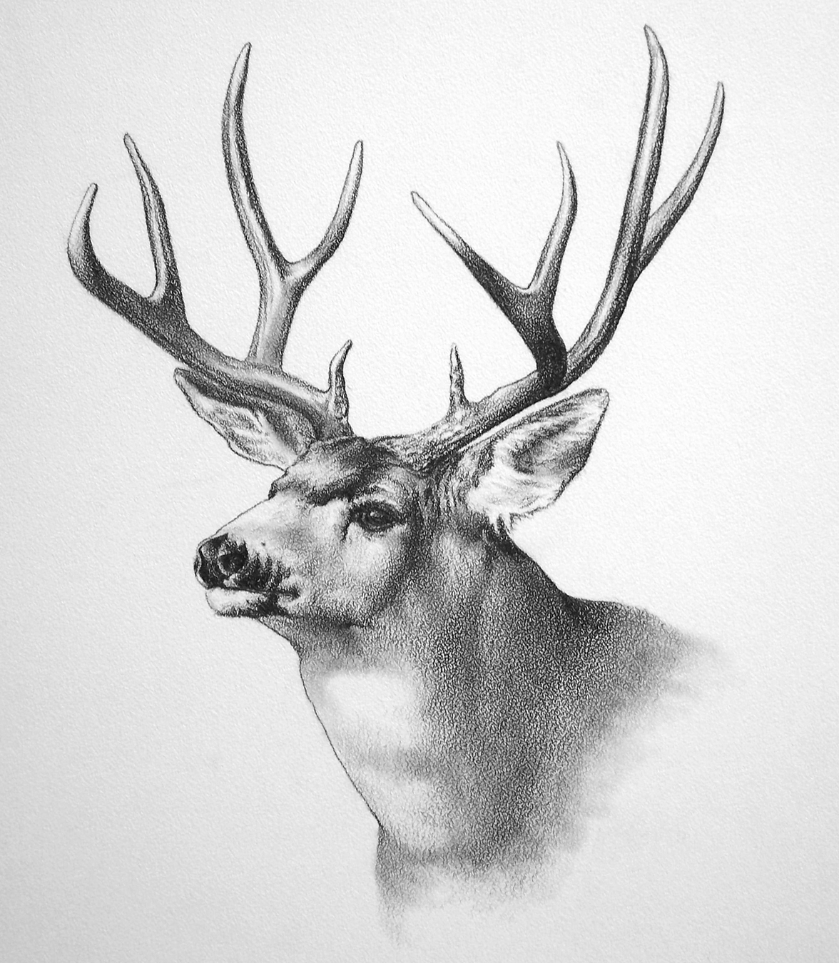 Deer Head Drawing Realistic Sketch