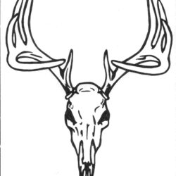 Deer Head Drawing Sketch