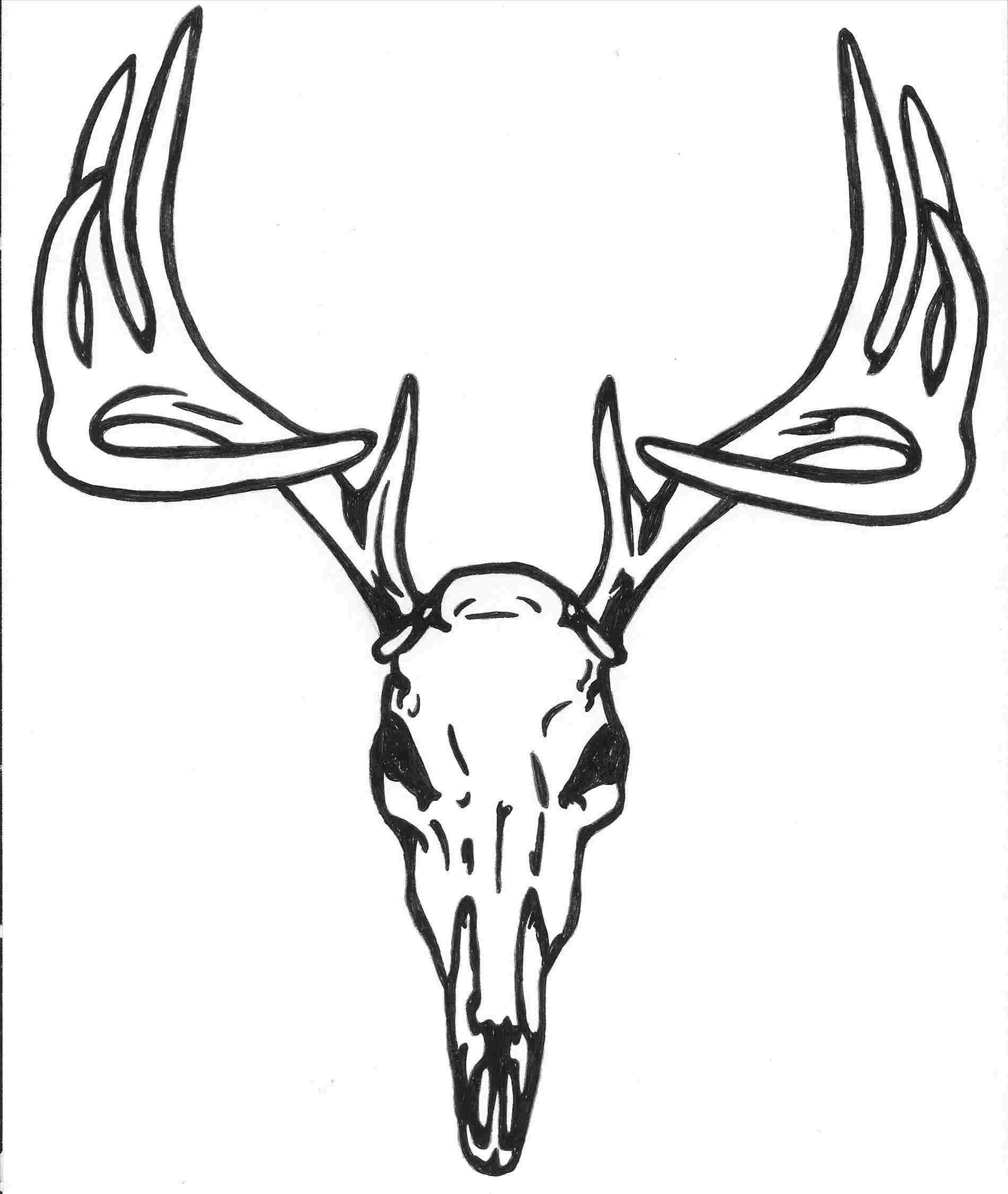 Deer Head Drawing Sketch