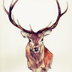 Deer Head Drawing Stunning Sketch