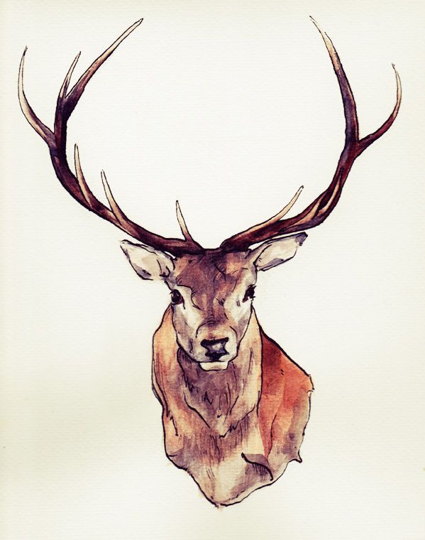 Deer Head Drawing Stunning Sketch