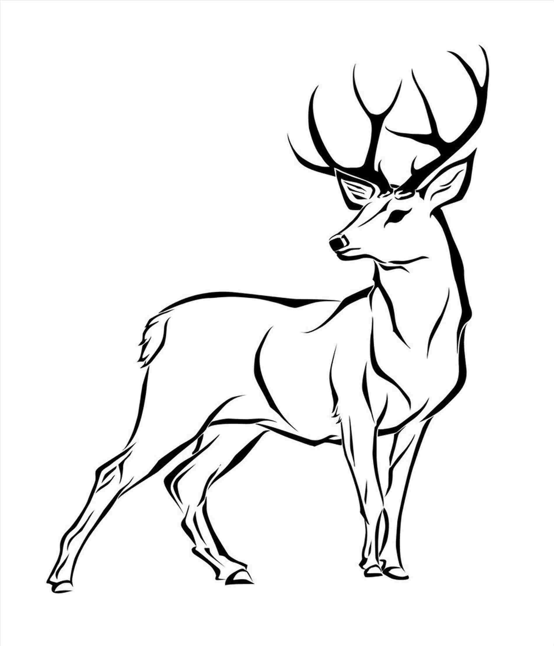 Deer Head Drawing Unique Art