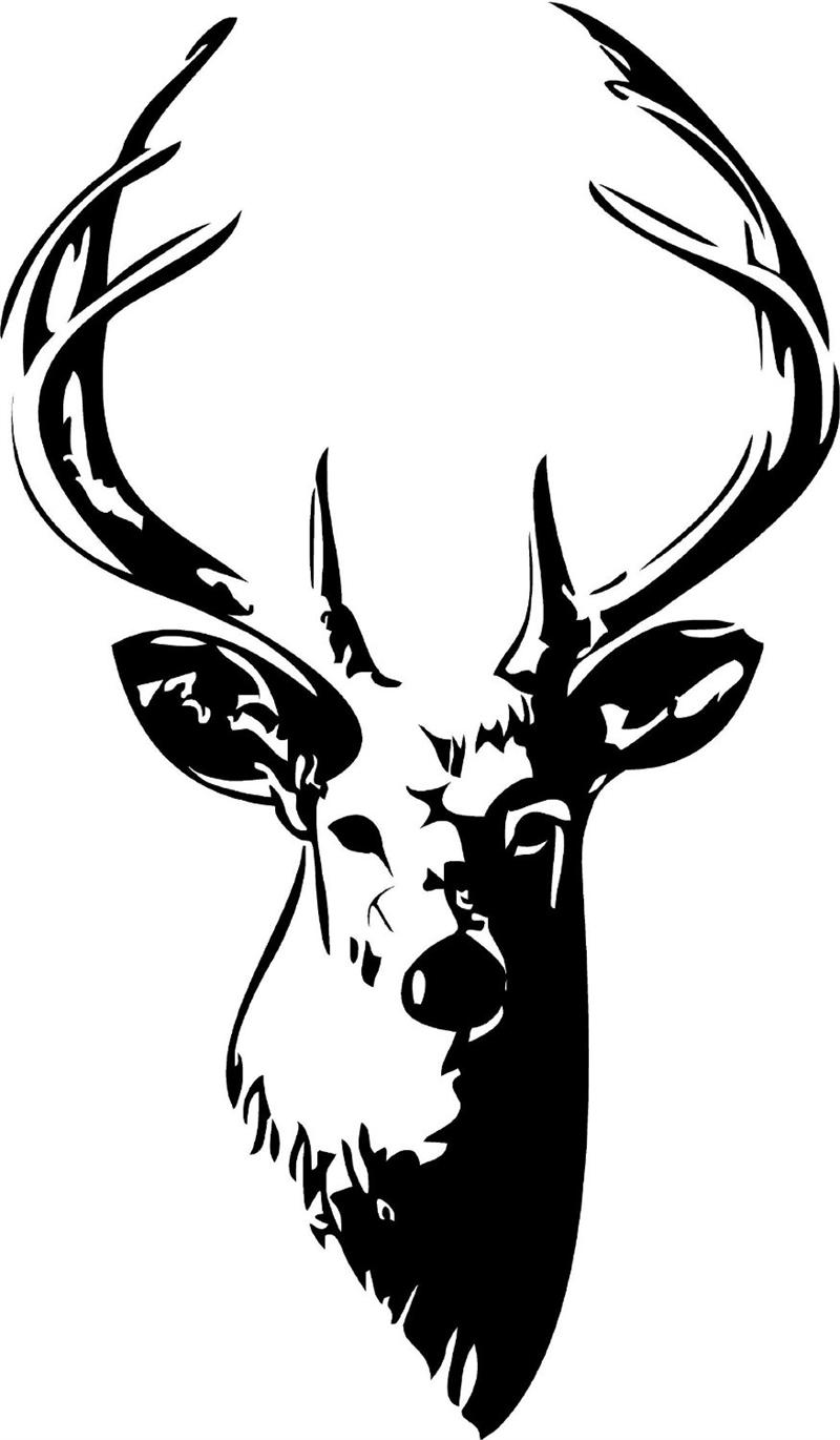 Deer Head Drawing