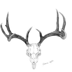 Deer Skull Drawing Amazing Sketch