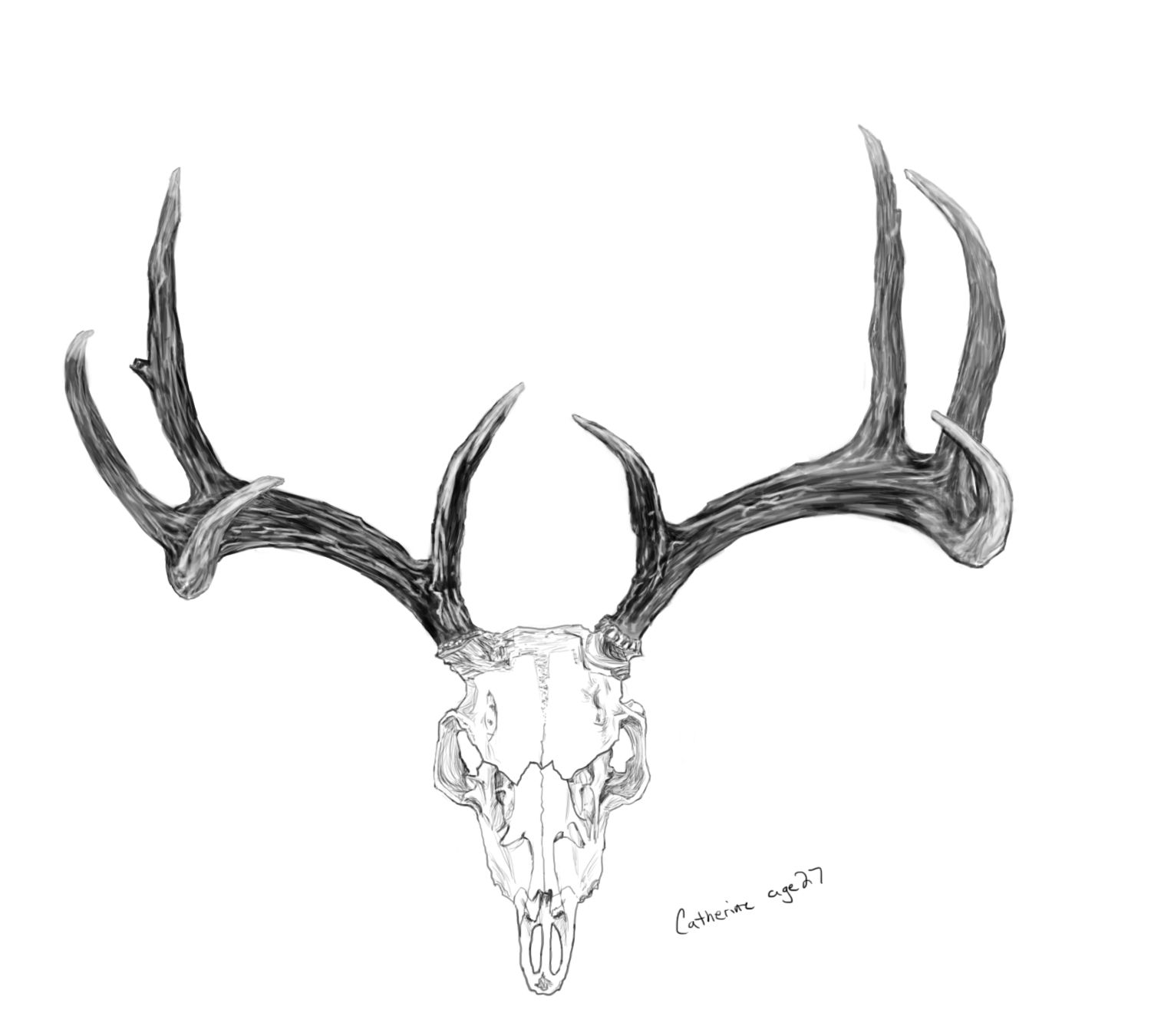 Deer Skull Drawing Amazing Sketch