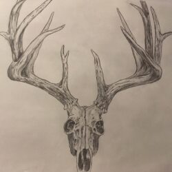 Deer Skull Drawing Art