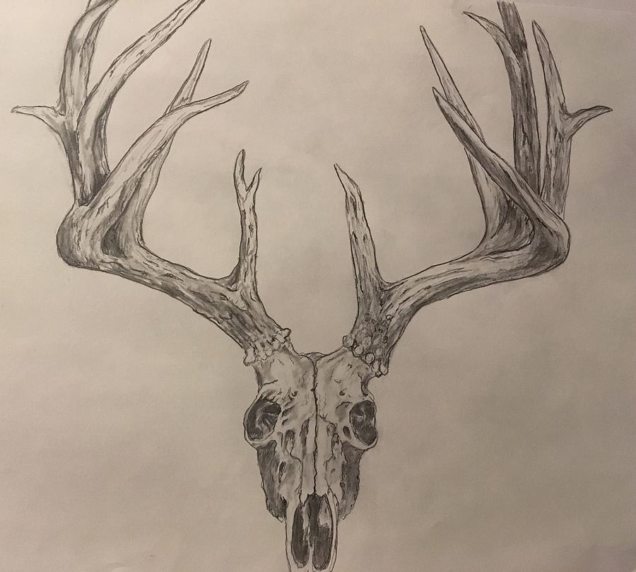 Deer Skull Drawing Art