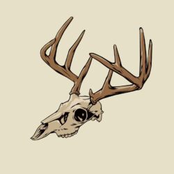 Deer Skull Drawing Artistic Sketching