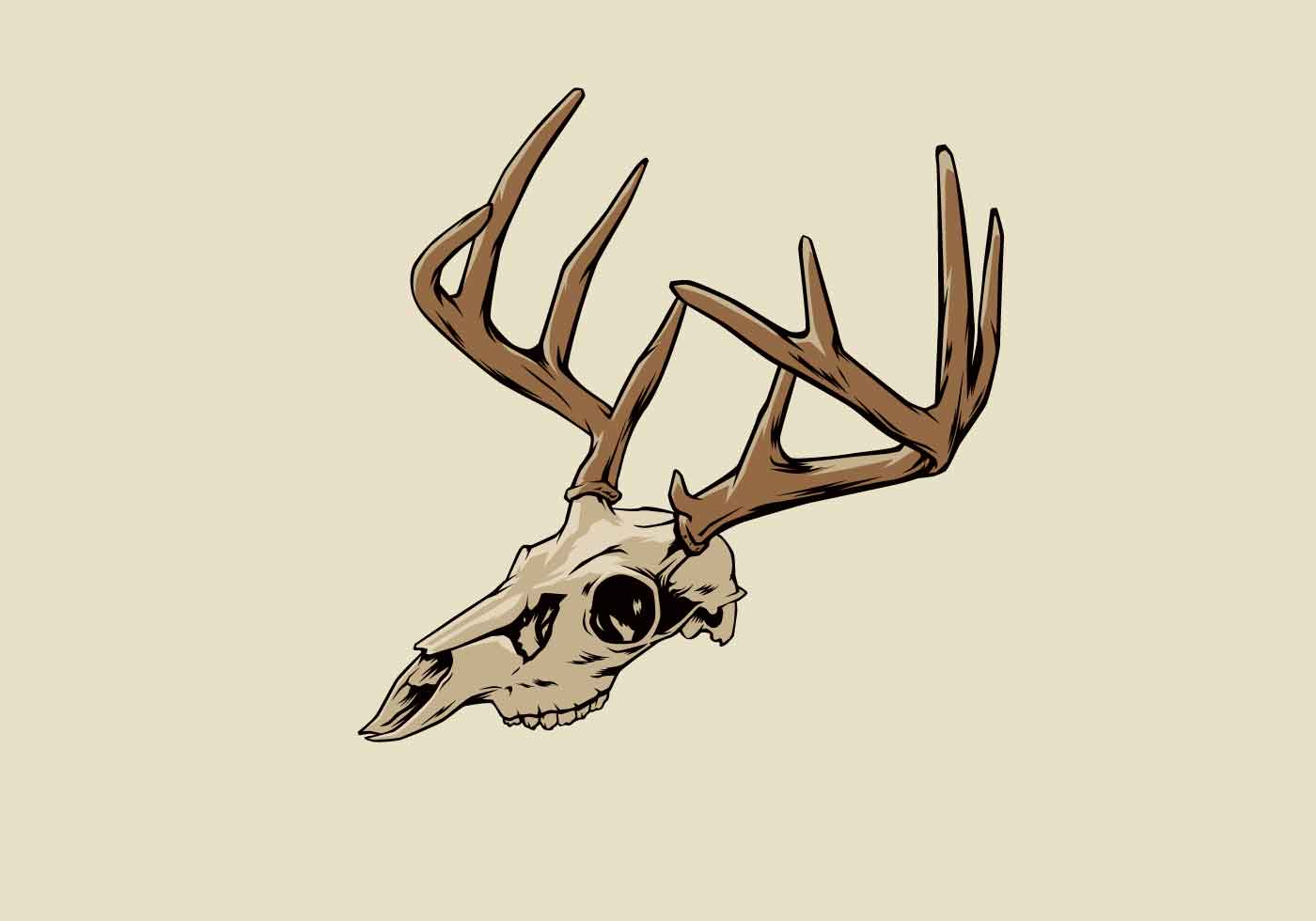 Deer Skull Drawing Artistic Sketching