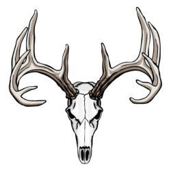 Deer Skull Drawing Intricate Artwork